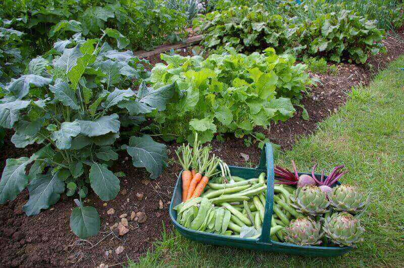 Top 5 Reasons To Start A Vegetable Garden Welcome To Todds Seeds