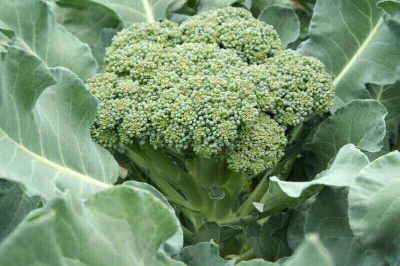 The Health Benefits of Broccoli