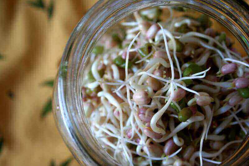sprouting seeds in a jar