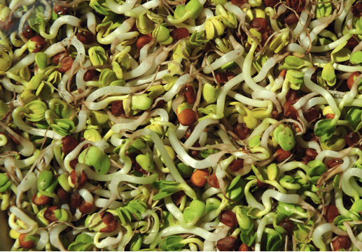 How to Grow Bean Sprouts