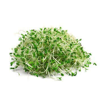 alfalfa sprouts from Todd's Seeds Wholesale Seeds