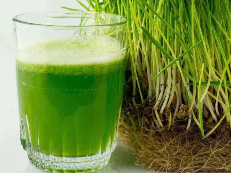 Wheatgrass For Juicing – Where To Begin