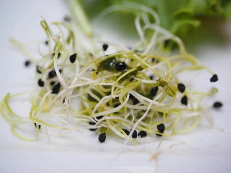 5 Crazy Health Benefits of Alfalfa Sprouts Welcome