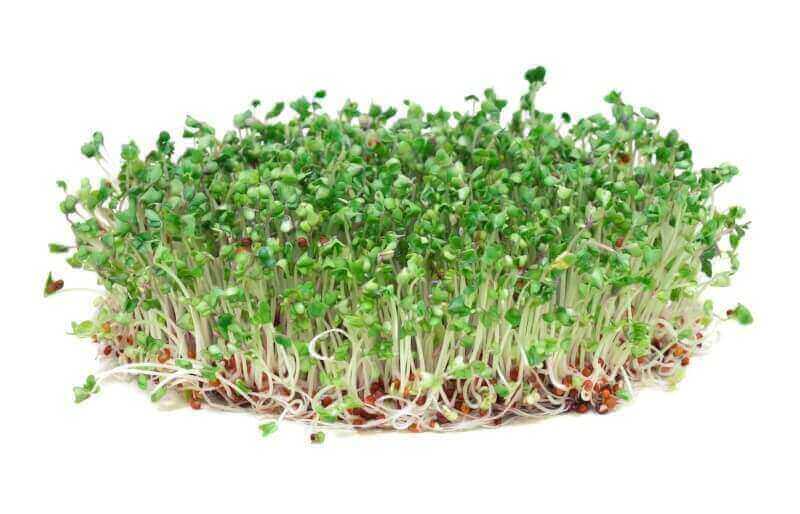 Nutrients in Broccoli Sprouts