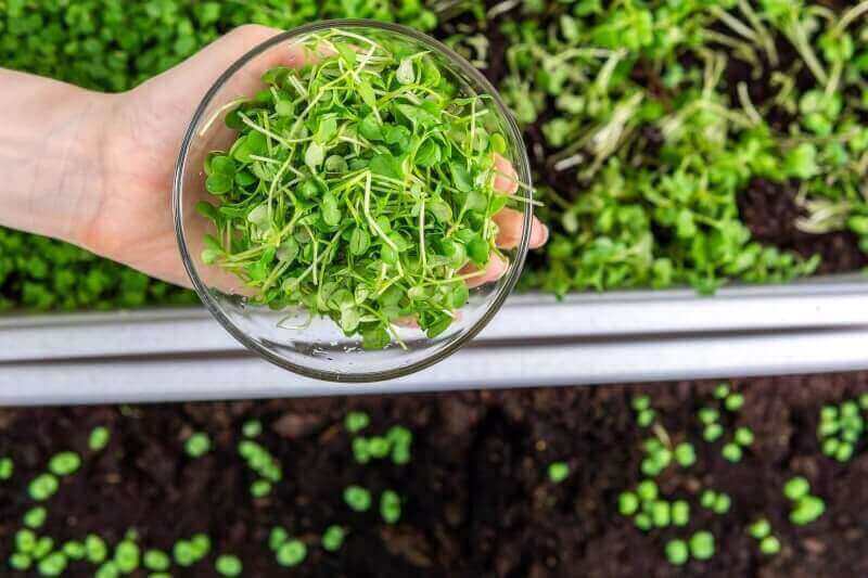 Healthy Microgreens to Grow