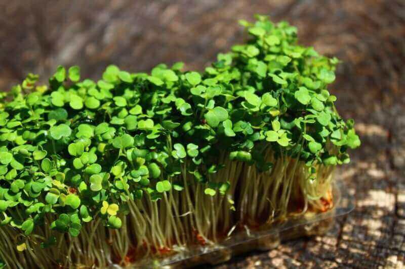 Microgreens Business: The Ultimate Plan