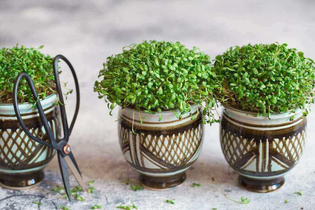 scissors and microgreen pots