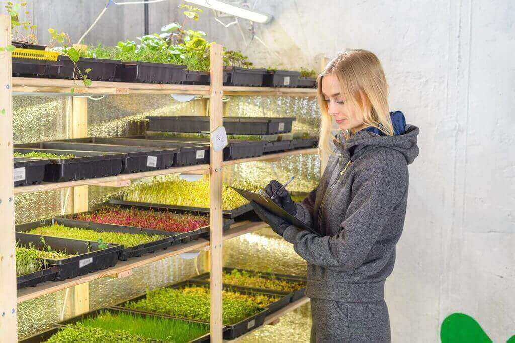 microgreens startup