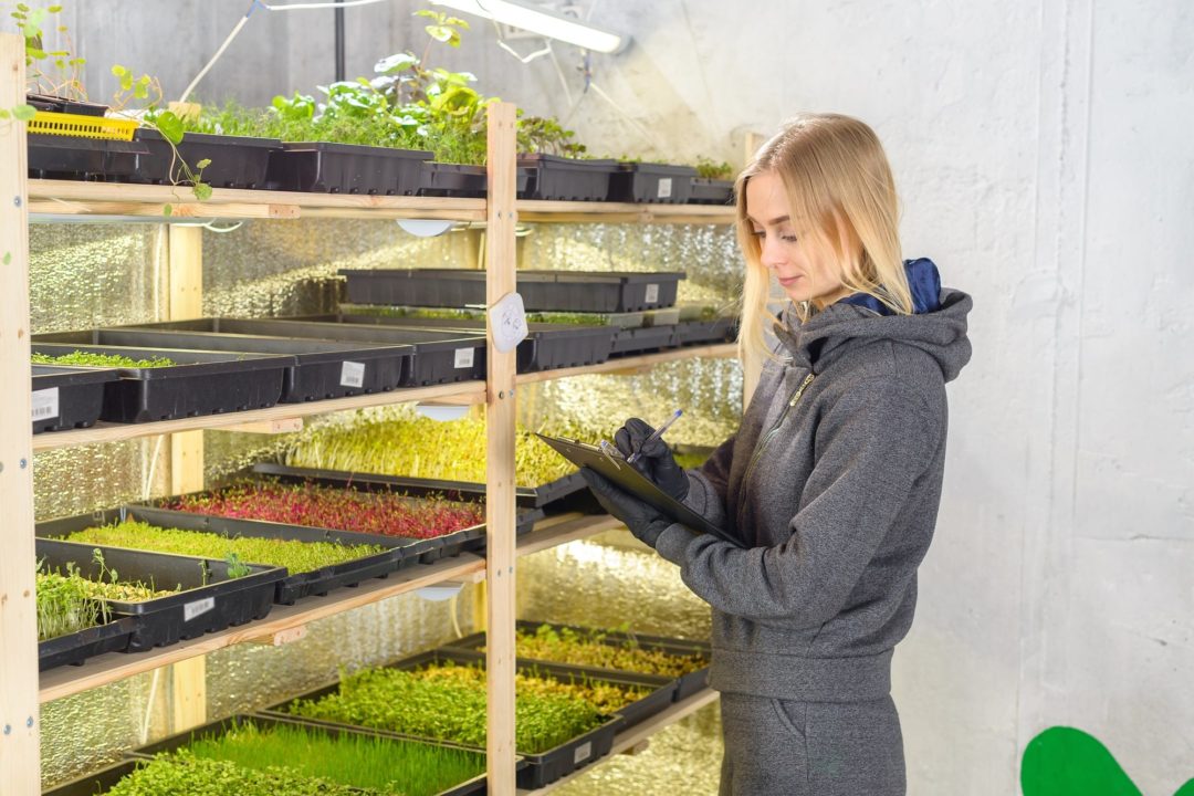 microgreens farming business plan