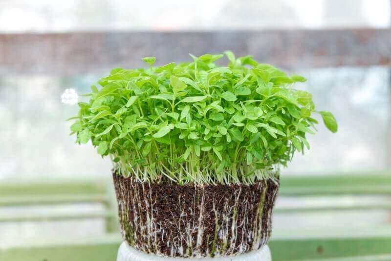 The Only Microgreens Guide You´ll Ever Need