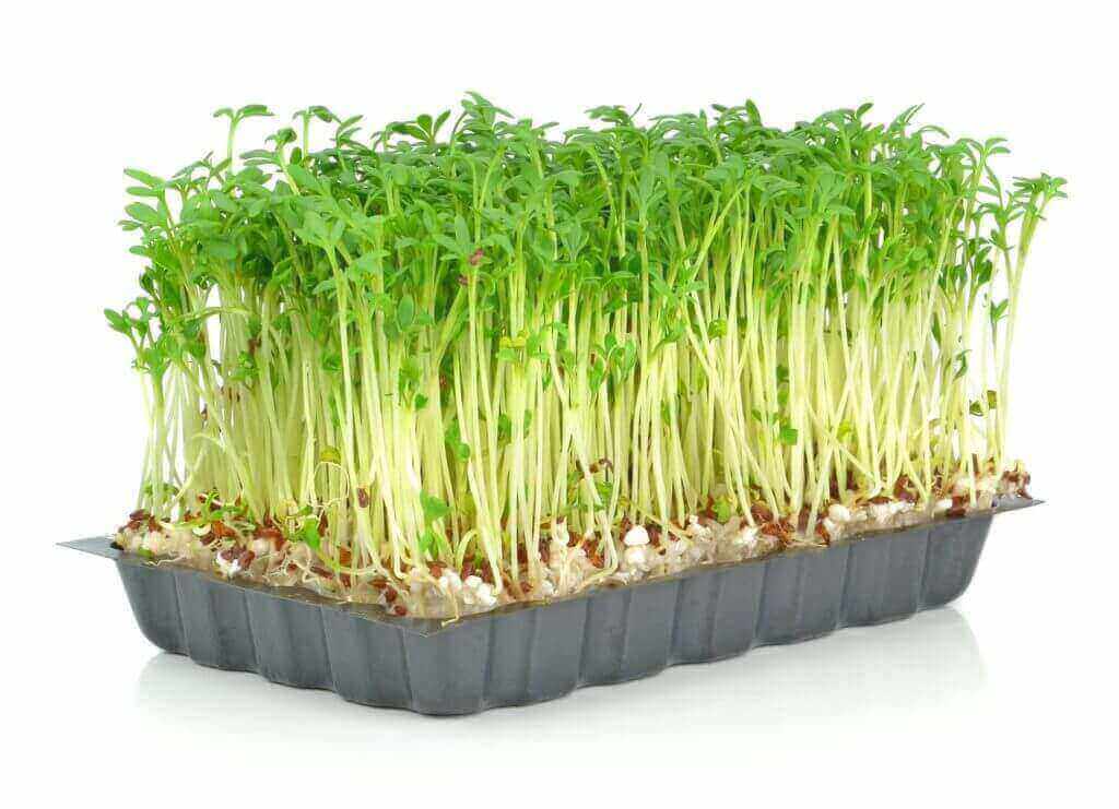 microgreens in tray