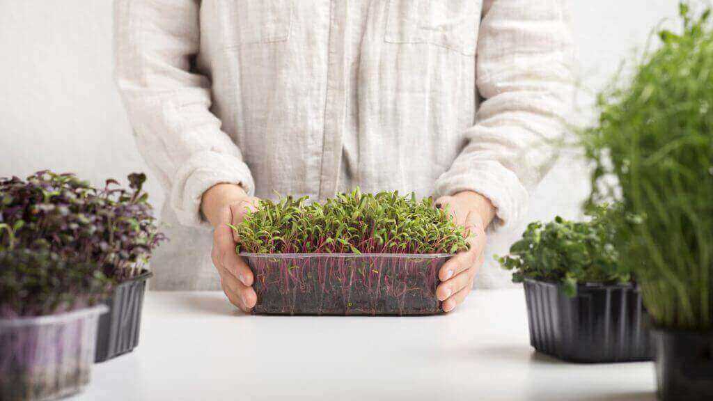 microgreens business 