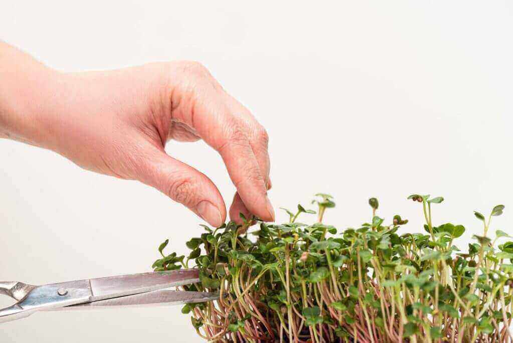 harvesting microgreens