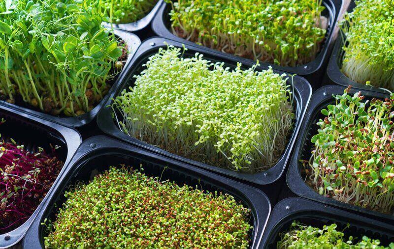 The Only Plan You Will Need to Start Your Own Microgreens Business