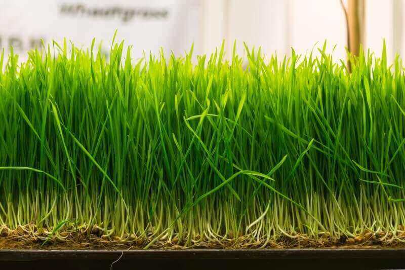 wheatgrass microgreens