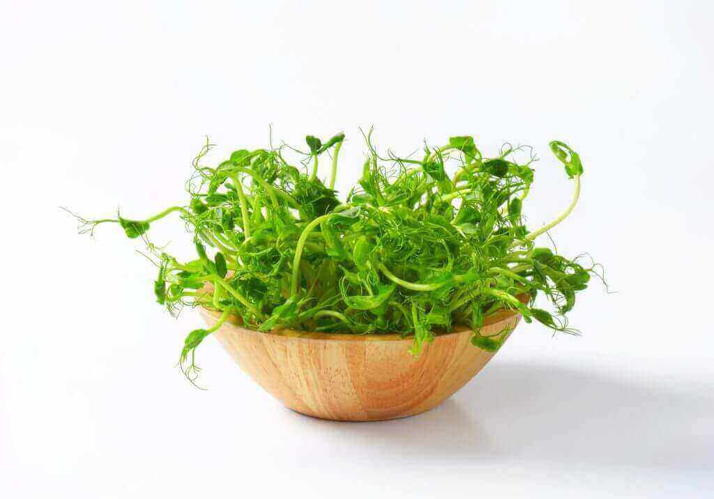 bowl of microgreens