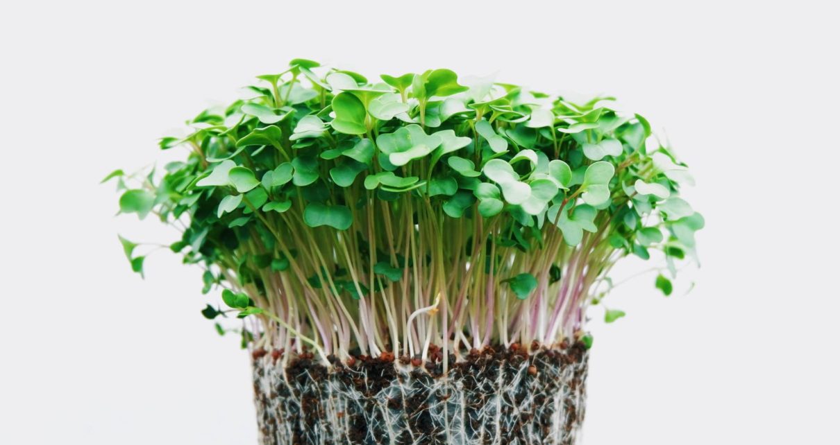 benefits of microgreens