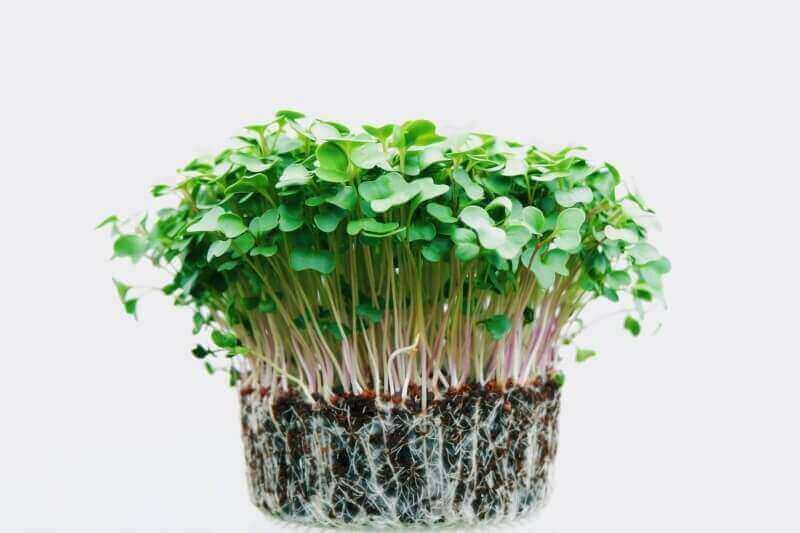 What Are The Benefits of Microgreens?