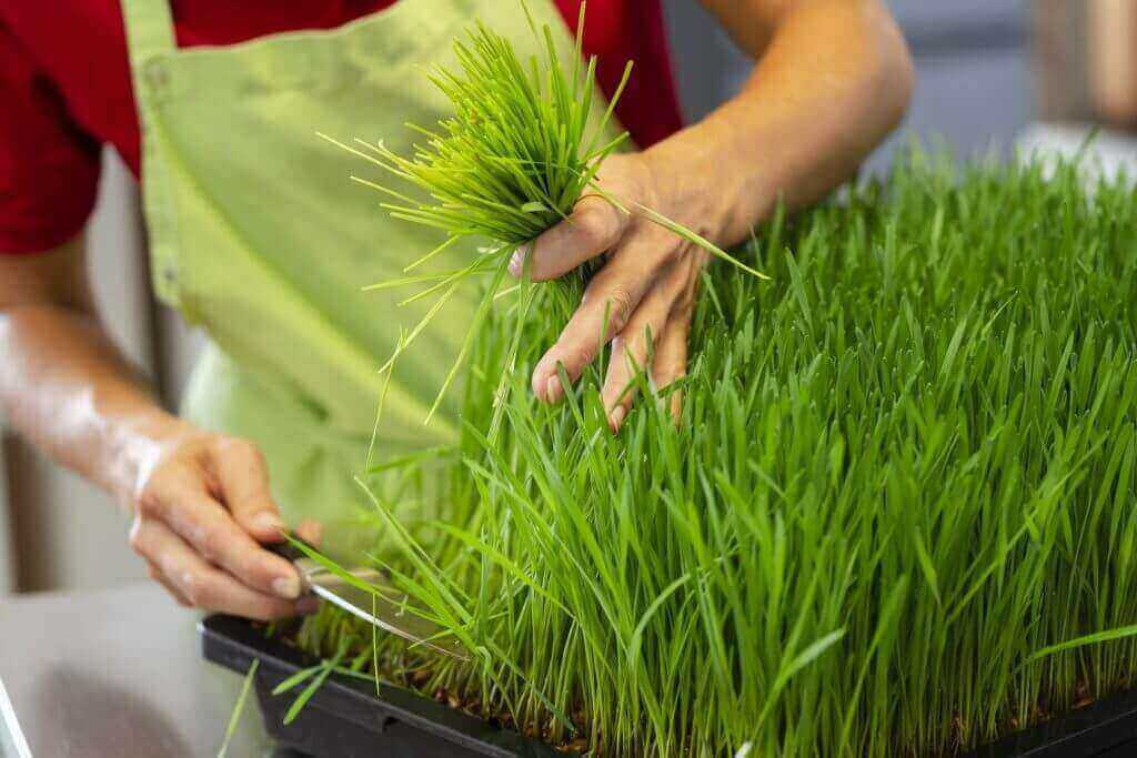harvesting wheatgrass microgreens