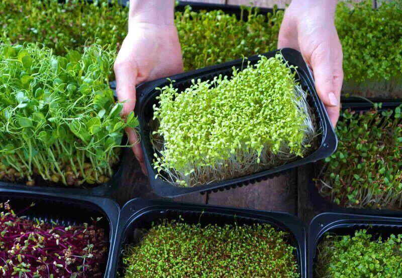 The Pandemic is the Perfect Time to Launch a Microgreen Business