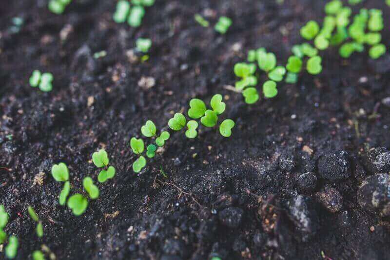 Sprouting Seed and Germination Guide