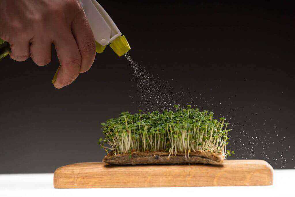 growing microgreens