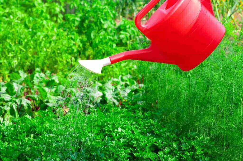 watering vegetable garden