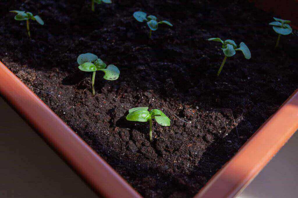 sprouts in tray