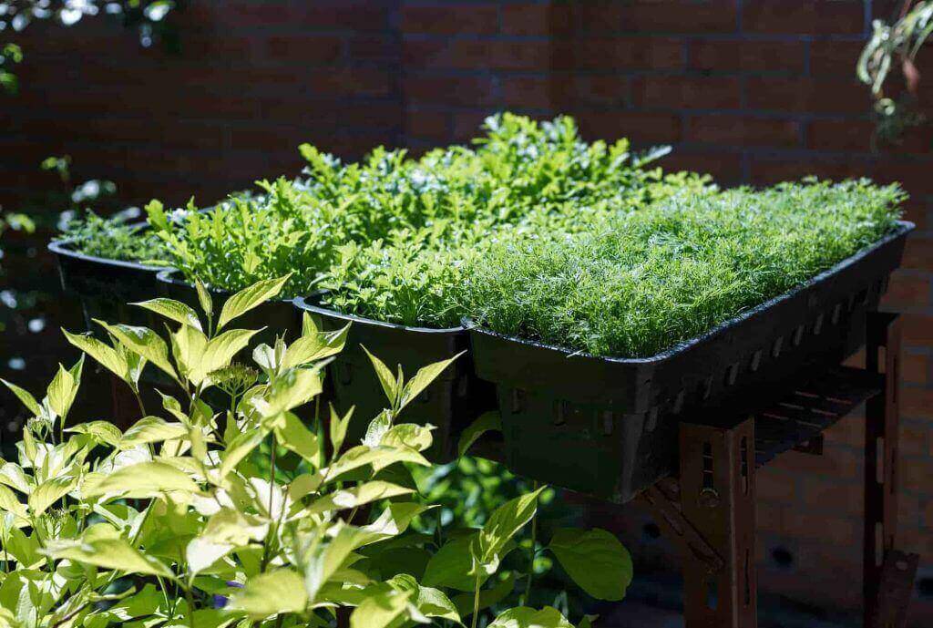 various microgreens in trays