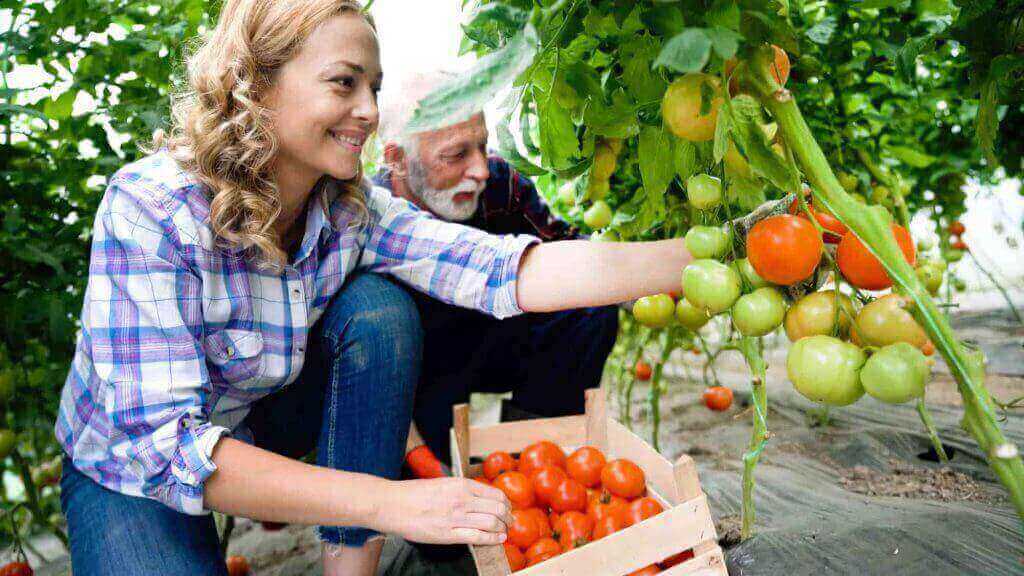 harvesting vegetables