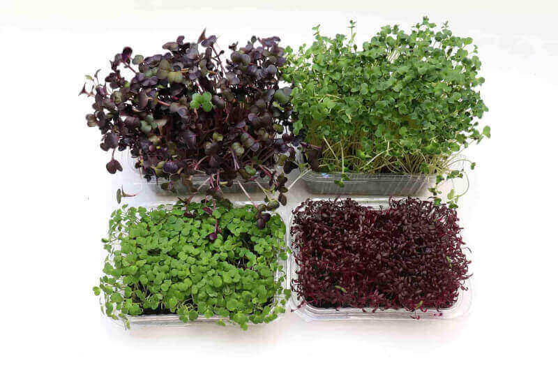 Types of Different Microgreens
