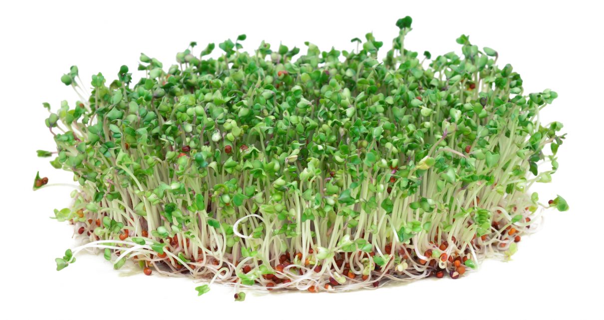 Todd's Seeds Broccoli Sprouts