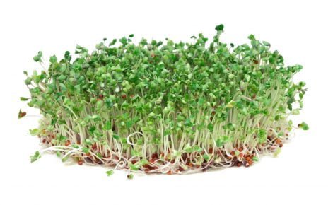Todd's Seeds Broccoli Sprouts