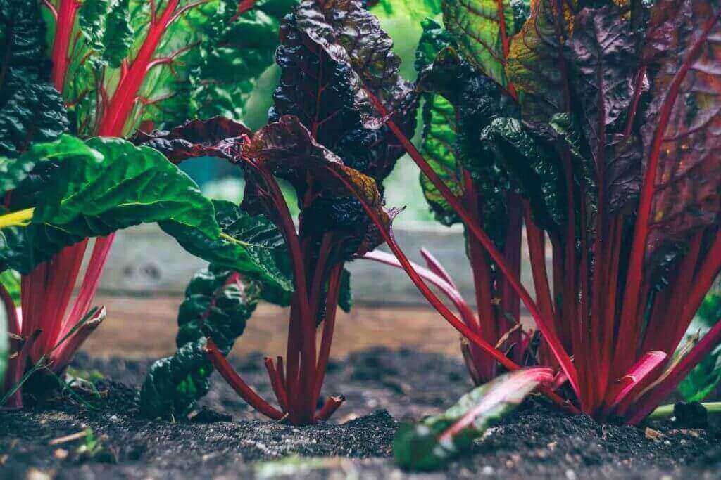 swiss chard