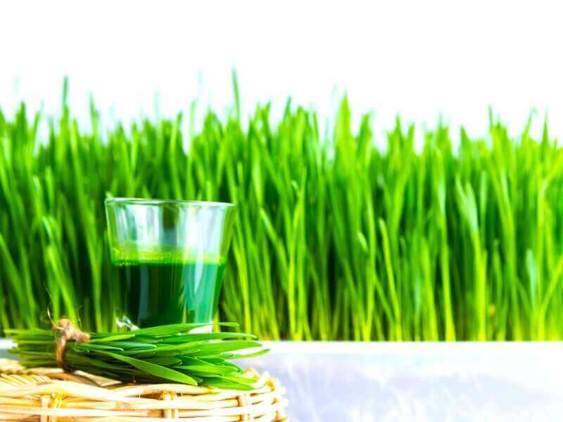 Growing Wheatgrass for Juicing