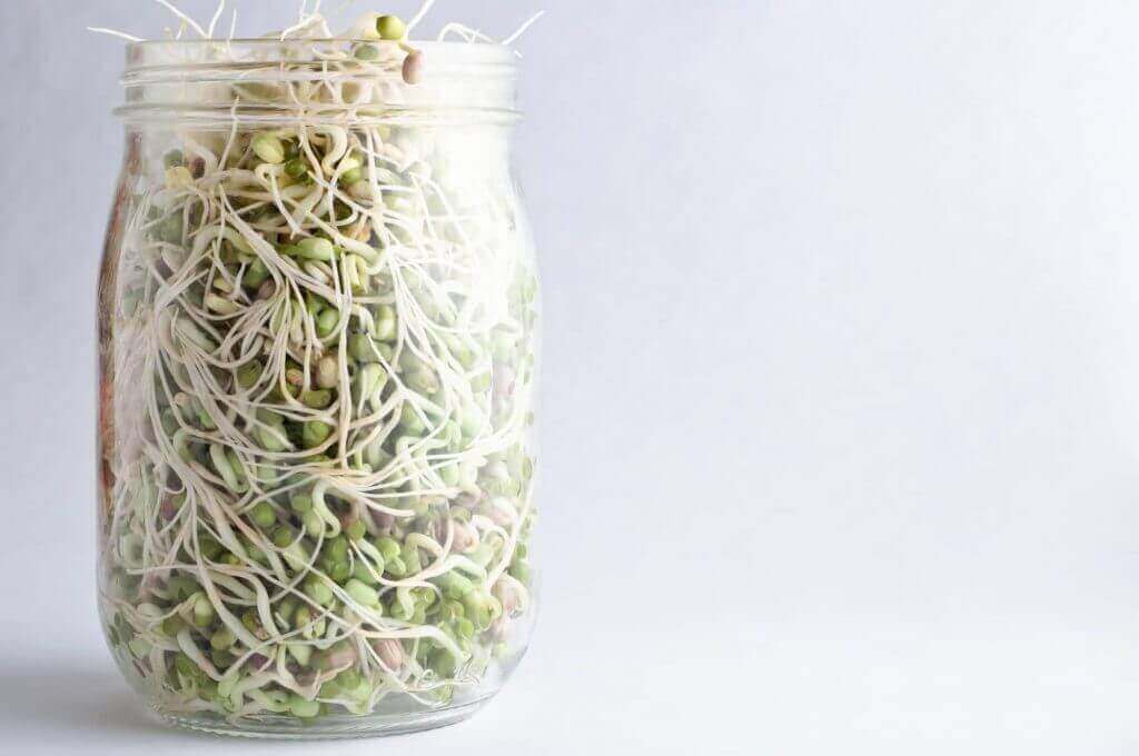 growing bean sprouts in a jar