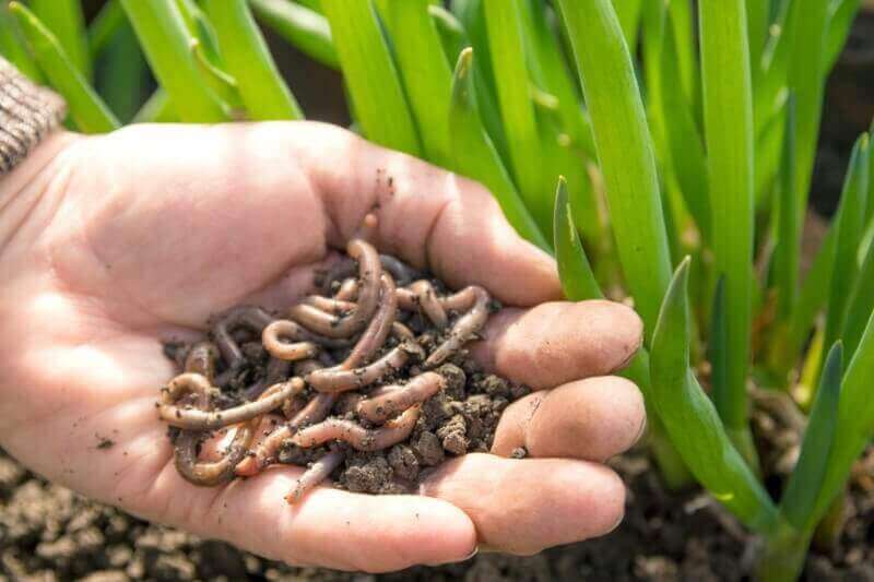 Worm Castings: How Gardeners Benefit From Worm Compost