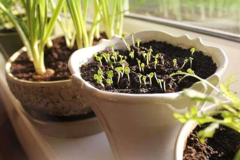 How to Start Your New Windowsill Herb Garden