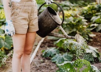 person in brown shorts watering the plants