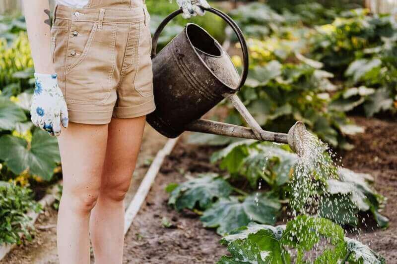 person in brown shorts watering the plants