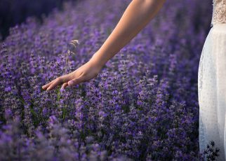 medicinal herbs lavender