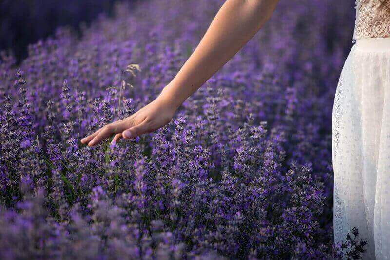 medicinal herbs lavender