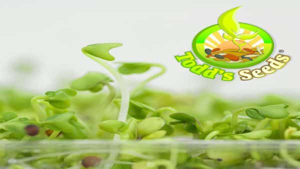 The Health Benefits of Broccoli Sprouts and Sulforaphane