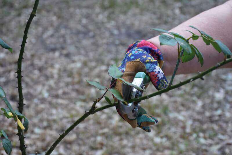 What Are The Best Practices For Pruning Roses?
