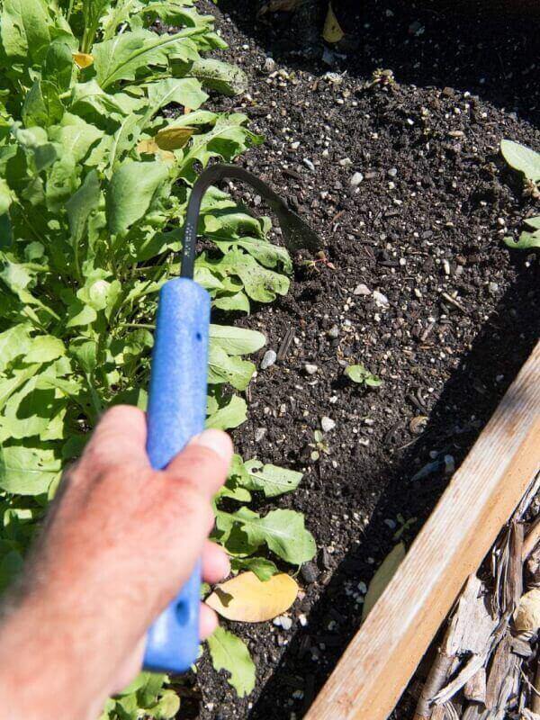 CobraHead® Original Weeder  Cultivator Garden Hand Tool - Forged Steel Blade - Recycled Plastic Handle - Ergonomically Designed for Digging, Edging  Planting - Gardeners Love Our Most Versatile Tool