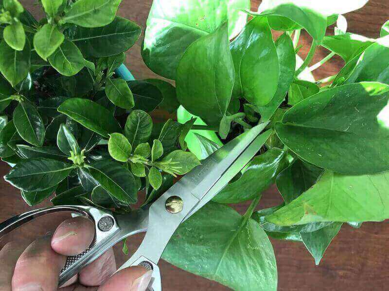 Horsvill Plant Shears, Japanese Garden Scissors, Houseplant Shears Made of Japan SK5 Stainless Steel, Flowers Herbs and Plant Cutters, Clippers, Trimmers, Loppers, Bonsai Potted Plant Pruning Scissors