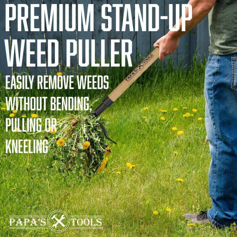 Papas Weeder - Stand Up Weed Puller Tool Made with Long Wooden Handle - Real Bamboo  4-Claw Steel Head - Easly Remove Weeds Effortlessly Without The Need to Tug, Bend, Or Flex,