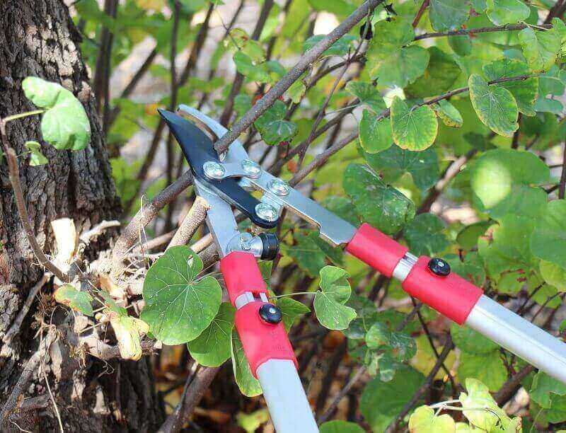 TABOR TOOLS GL16A Bypass Lopper, Chops Branches with Ease, Classic 28 Inch Tree Trimmer, Branch Cutter with 1 1/4 Inch Clean Cut Capacity.