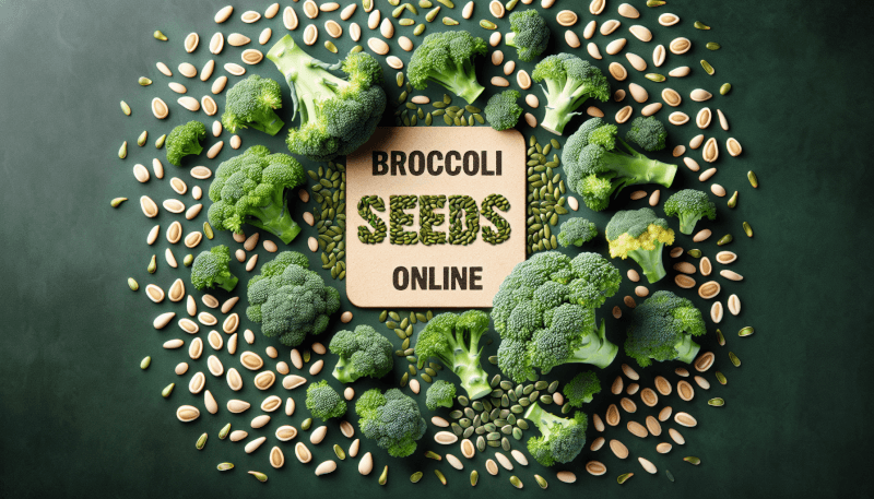 broccoli seeds online 4