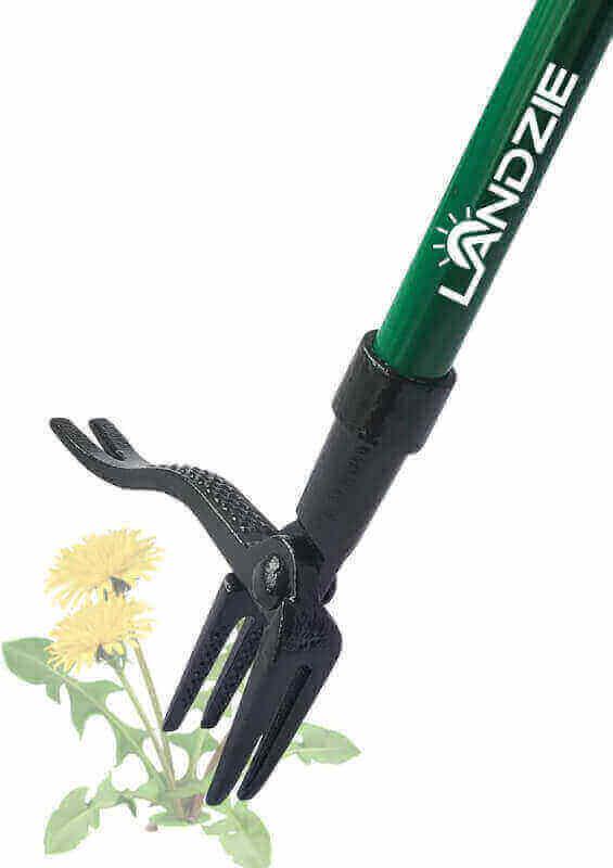Landzie Weeder - 44 Inch Long Steel Stand Up Manual Weed Remover Tool for Lawn and Garden - Easily Weed Grass Without Bending or Kneeling - 4 Serrated Heavy Duty Claws with Lever for Easy Removal